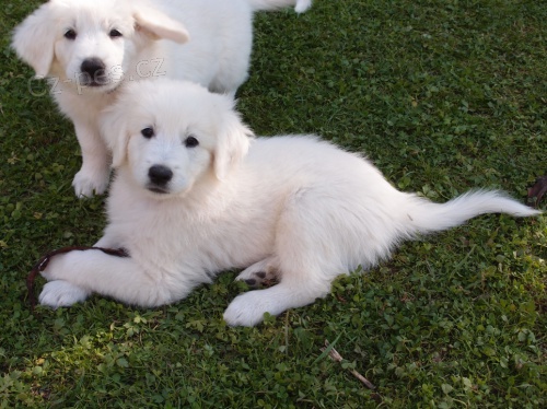 Slovensk� �uva� - �t��ata s PP