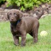 �t��ata Chesapeake bay retrievera