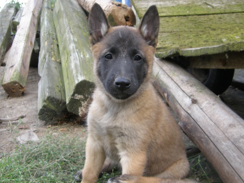 �t��ata Malinois