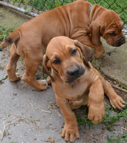 Brazilsk� fila-prod�m �t��ata