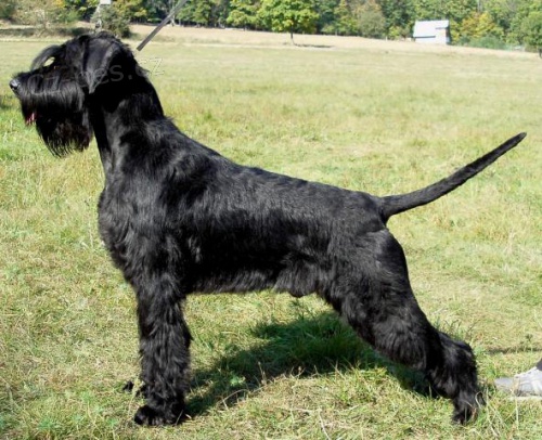 Kn�ra� velk� �ern�