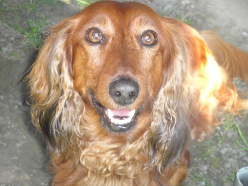 Nab�z�m jezev��ka dlouhosrst�ho ke kryt�