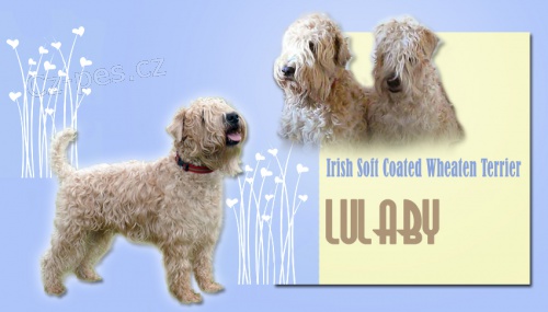 �t��ata - Irish Soft Coated Wheaten Terrier