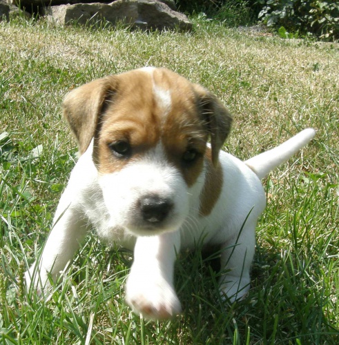 �t���tka parson russell terier