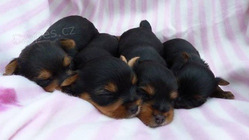 Jork��rsk� teri�r s PP �t��ata