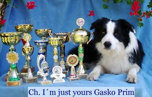 Border kolie �t��ata s PP