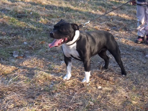 staford��rsk� bulterier