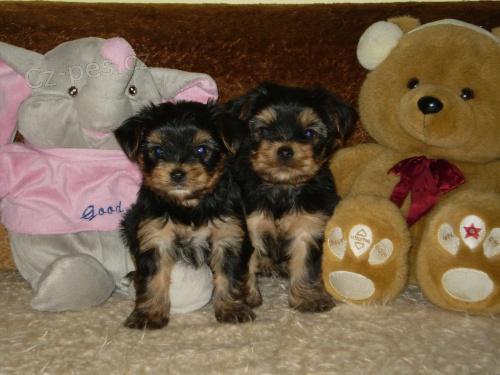 jork��r��ci �t�n�tka