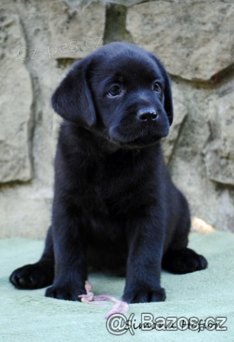 Labradorsk� retriever-kr�sn� �ern� �t�n�tka sPP
