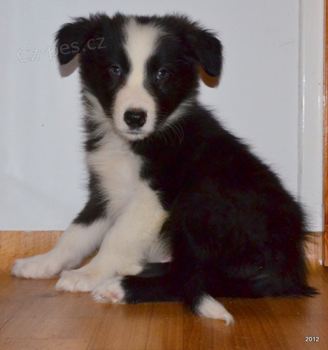 kr�sn� �t�n�tka border kolie