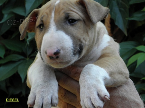 Bullterier-�t�n�-pejsek s PP