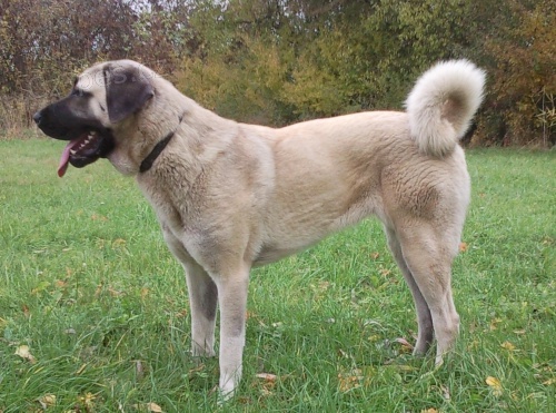 Anatolsk� pasteveck� pes