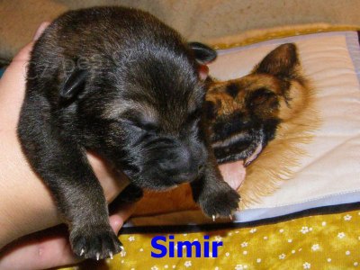 n�meck� ov��k - �t��ata