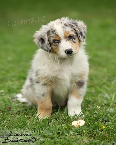 Australsk� ov��k