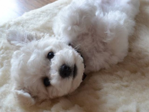 Bischon � �t���tka - rezervace