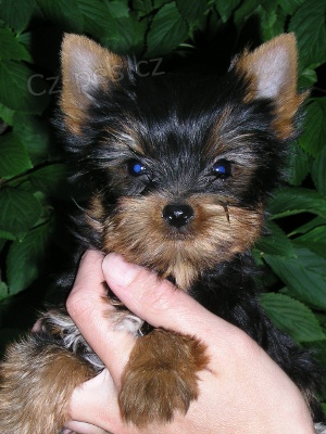 �t��ata jork��ra