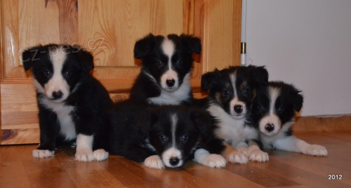 kr�sn� �t�n�tka border kolie