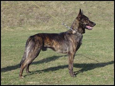 Holandsk� ov��k s PP