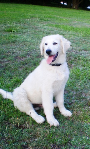 Slovensk� �uva� pejsek s PP