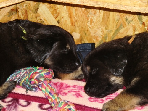 hovawart �t���tka s PP