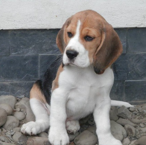 �t��ata beagle s PP
