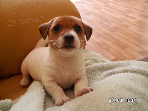 Prod�m �t�n� Mini Jack Russell