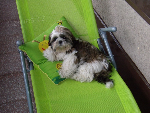 Nab�z�m pejska Shi-Tzu s PP ke kryt�