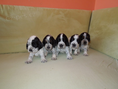 Anglick� kokr�pan�l s PP