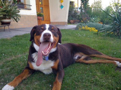 Appenzelsk� sala�nick� pes