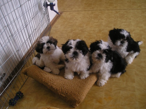 Prod�m Shih-tzu