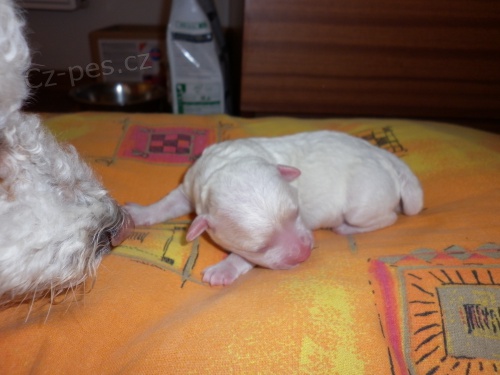 Prod�m �t���tka bi�onka (2 pejsci)