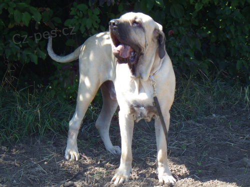 Hled�m nev�stu:-)