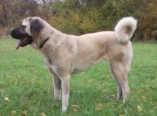 Anatolsk� pasteveck� pes