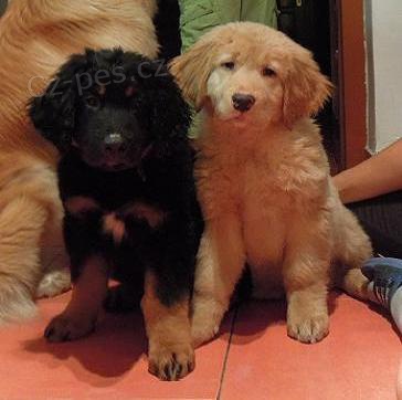 �t��ata Hovawarta s PP