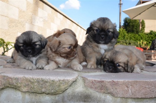 tibetsk� �pan�l s pp