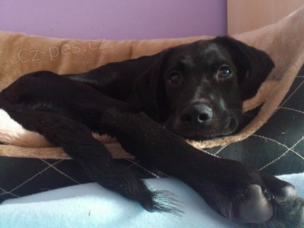 Hl�d�n� mazl��k�