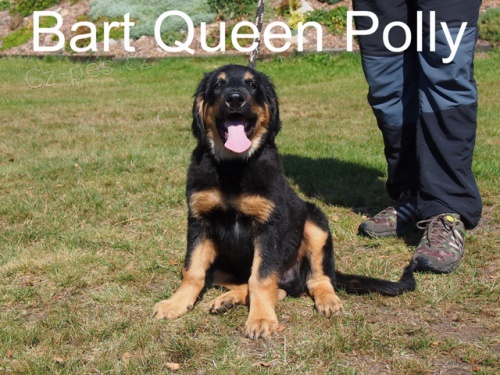 �t��ata Hovawart� s PP