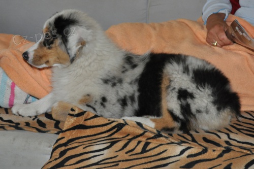 Australsk� ov��k