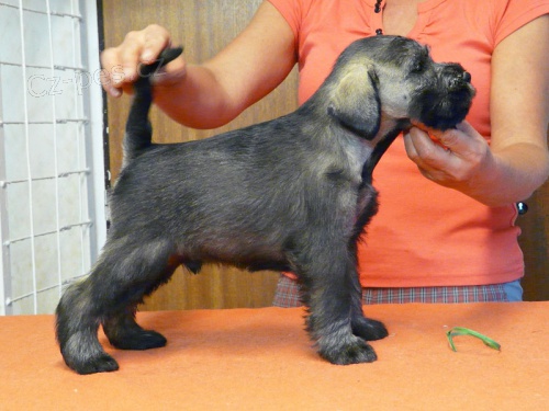 Kn�ra� st�edn� pep� a s�l - �t��ata