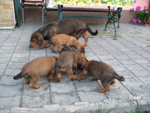 Alpsk� brak�� jezev��kovit�