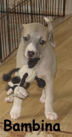 Vipet - whippet - mal� anglick� chrt