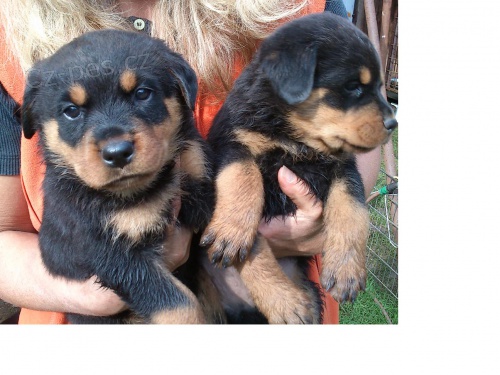 Rotvajler �t��ata