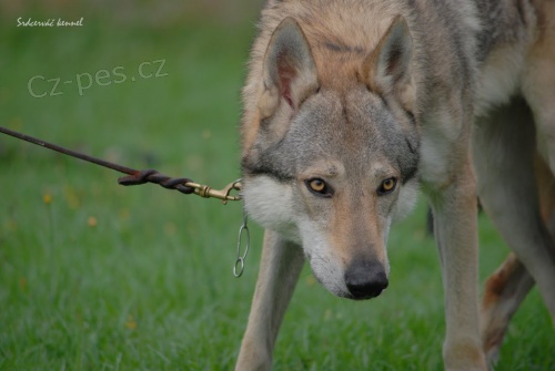 P�ij�m�me rezervace na �t��ata s PP