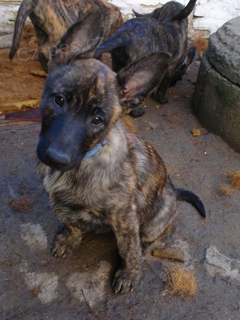 Fenky Holandsk�ho ov��ka s PP