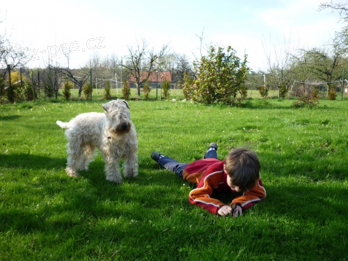 �T��ATA Irish soft coated wheaten terrier 