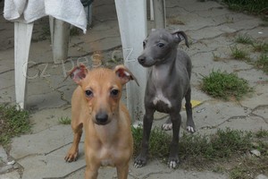 Italsk� chrt�k - �t��ata