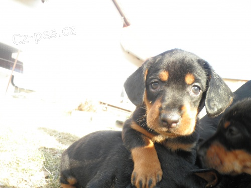 �t�n� slovensk�ho kopova