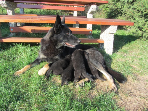 N�meck� ov��k �ern� �t��ata