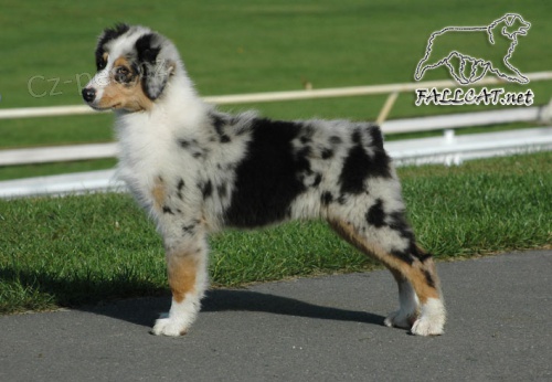 Australsk� ov��k