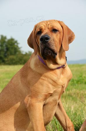 Tosa Inu - posledn� voln� fene�ka s PP